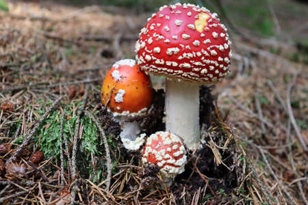 Three beautiful red toadstools in a coniferous forestの写真素材