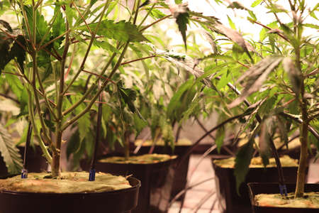 Legal grow room with CBD cannabis in rockwool and automatic drip system.の写真素材