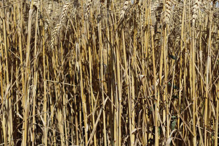 Texture of dry barley stalks on the field.の写真素材
