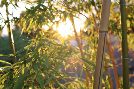 The last rays of the sunset pass through the bamboo leaves.の写真素材