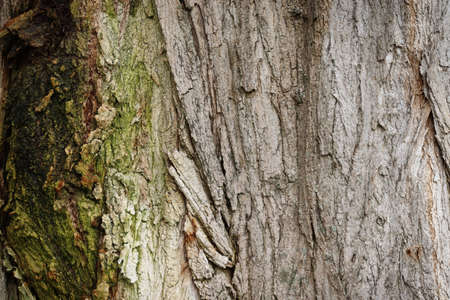 The bark of an old tree suitable as a beautiful texture.の写真素材