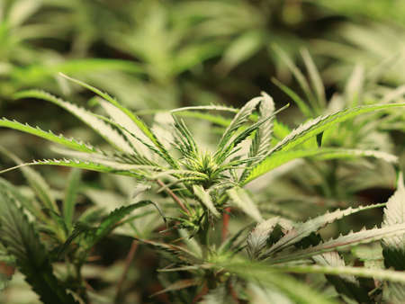 Flower of CBD strain of marijuana. Legal grow cannabis. Two weeks on 12 hours period.の写真素材