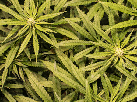 Marijuana flower texture in 21 days of flowering. The light is a COB LED 650W with an infrared red chip.の写真素材