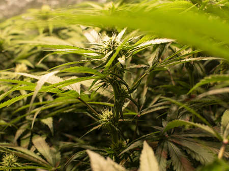 Marijuana flower in 21 days of flowering. The light is a COB LED 650W with an infrared red chip. View from side.の写真素材