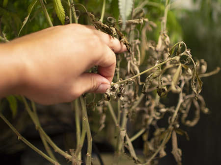 Dead cannabis branch from lack of light. All lower branches that do not have light must be removed. All bottom and all medium that are weak or dry must be cut.の写真素材