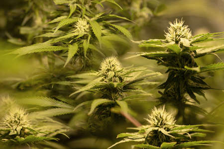 Macro shot of a CBD cannabis indica flowers with leafs in grow box.の写真素材