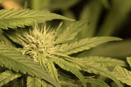 Macro shot of a CBD cannabis indica flower with leafs.の写真素材