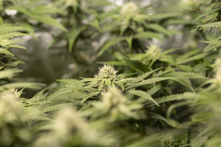 Macro shot of a CBD cannabis indica flower with leafs in grow box under LED light.の写真素材