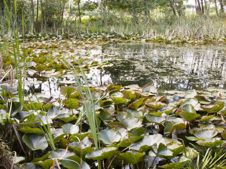 Forgotten pond in a forest overgrown with water lilies and reeds.の写真素材
