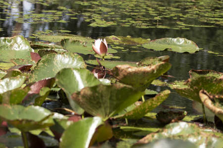 Blooming water lily in the middle of the pondの写真素材