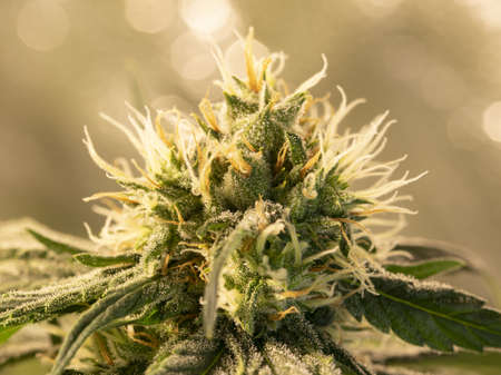 Macro photo of CBD cannabis flower with resin.の写真素材