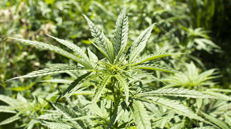 Photo of marijuana in a meadow among nettles. Nice outdoor growing.の写真素材