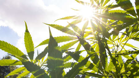 Photo of marijuana and the shining sun among the leaves with raysの写真素材