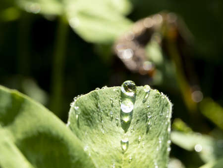 Macro photo of dew drops with sun glareの写真素材