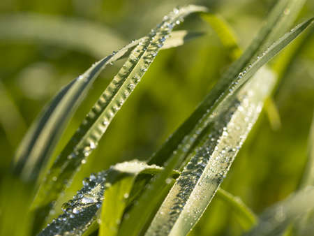 Macro photo of dew drops in the grass with sun glare.の写真素材