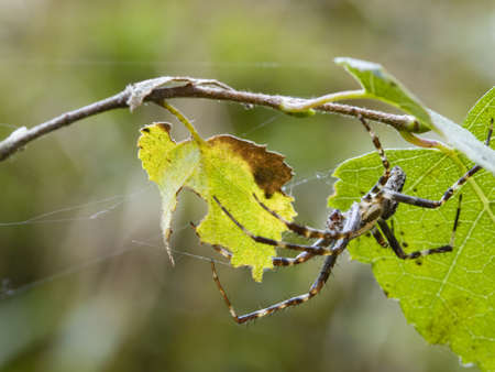 Macro photo of a spider hanging under a leafの写真素材