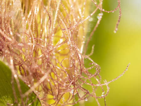 Macro photo of corn flowers with dew drops and nice bokehの写真素材