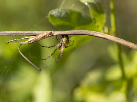 Macro photo of a spider on the edge of a spider webの写真素材