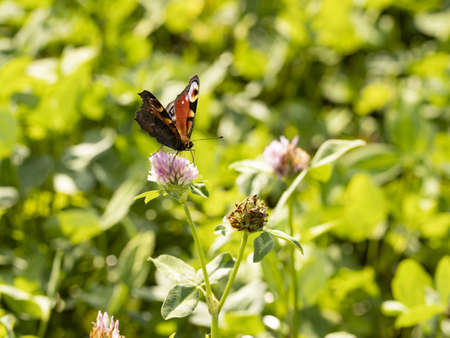 Photo of a butterfly on a flower and drinking nectarの写真素材