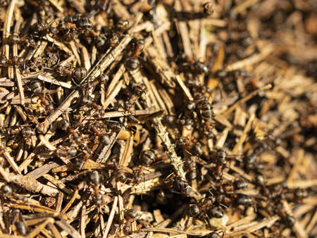 Macro photo of anthill and forest antsの写真素材