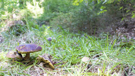 A group of edible and large mushrooms in the forest.の写真素材