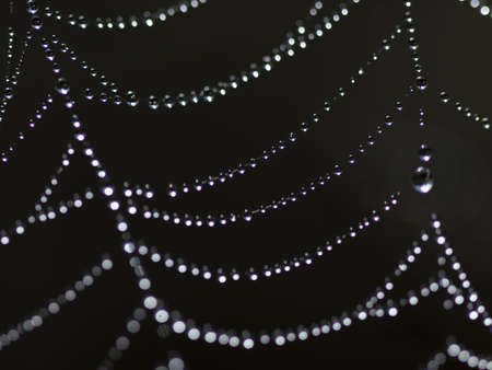 Macro photo of a spider web covered with dew dropsの写真素材
