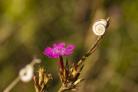 Macro photo of a pink flower with dew drops and a snail shell a little higher.