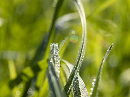Macro photo of dew drops in the grass with sun glare.の写真素材