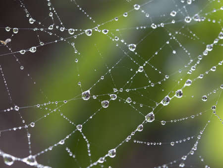 Macro photo of a spider web covered with dew dropsの写真素材
