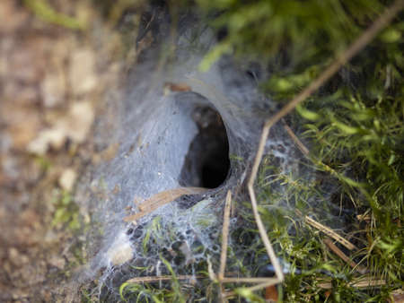 Spider burrow in the moss and forest.の写真素材