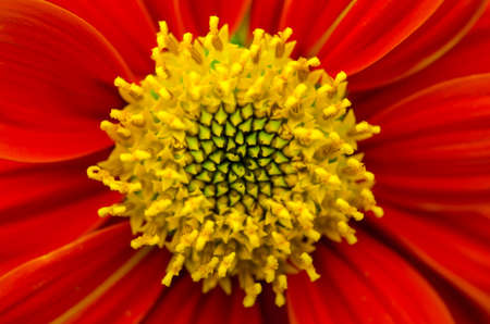 Macro red flowerの写真素材