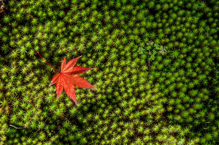Red maple leaf on green moss.