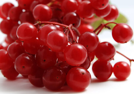 Berries of red Viburnum closeup の写真素材