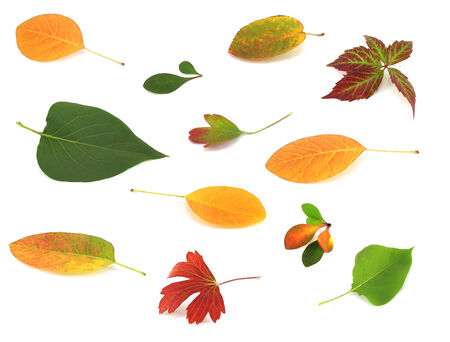Leafs isolated on white background の写真素材
