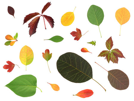 Leafs isolated on white background の写真素材