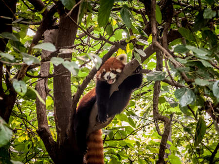 Panda playing in the bamboo forest in Sichuan provinceの写真素材