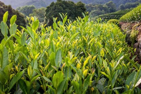 Tea terraces in Hangzhou city Zhejiang provinceの写真素材