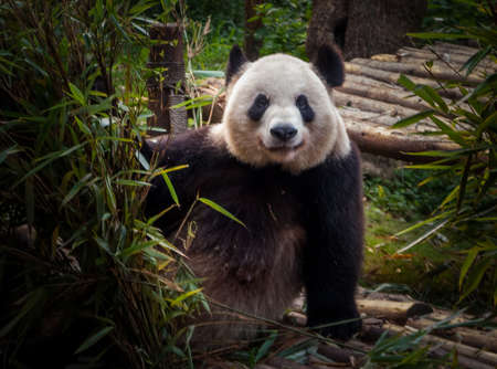 Panda playing in the bamboo forest in Sichuan provinceの写真素材