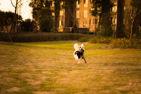 Dog running and playing in the garden, shanghai.の写真素材