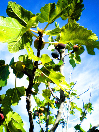 Ripe figs growing on a tree branch against the blue sky