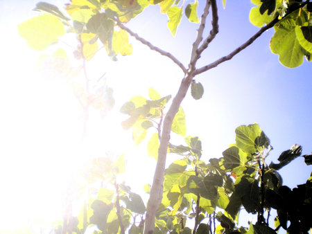 Green leaves on the tree with blue sky and sun light background.の写真素材