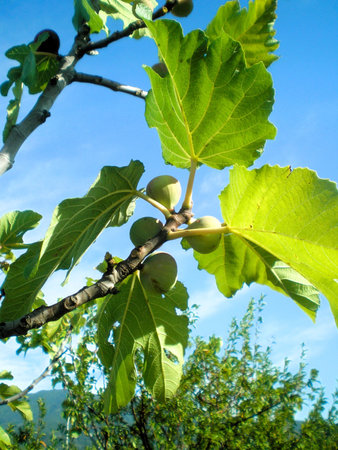 Figs on the tree in the garden on the background of blue skyの写真素材