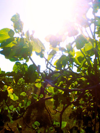 Green leaves in the sunlight. Natural background. Shallow depth of field.の写真素材