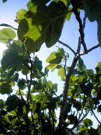 Ficus carica, fig tree, fig tree, fig tree