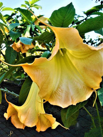Brugmansia (Datura stramonium)