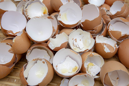 eggs shell are broken in to peces