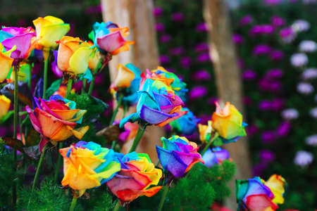 colorful rosesの写真素材