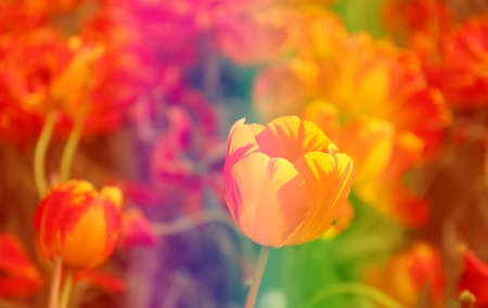bright colorful flower in the gardenの写真素材
