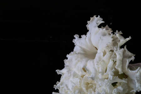 white flower in black backgroundの写真素材