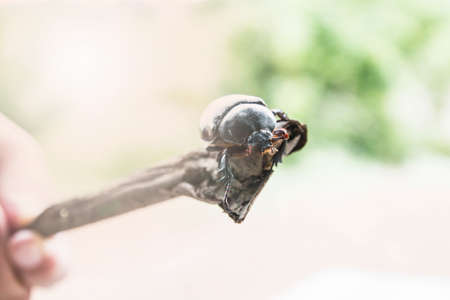 The female grub perched on the branches.の写真素材